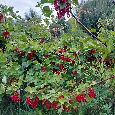 Otel Crusch Alba Sta Maria 3*