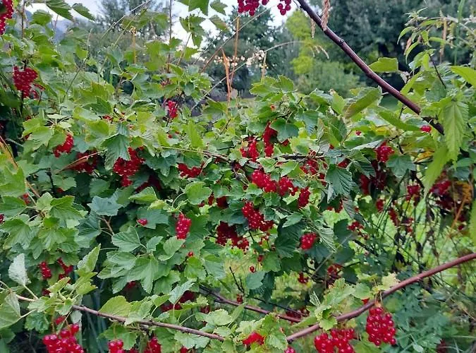 Szálloda Crusch Alba Sta Maria 3*